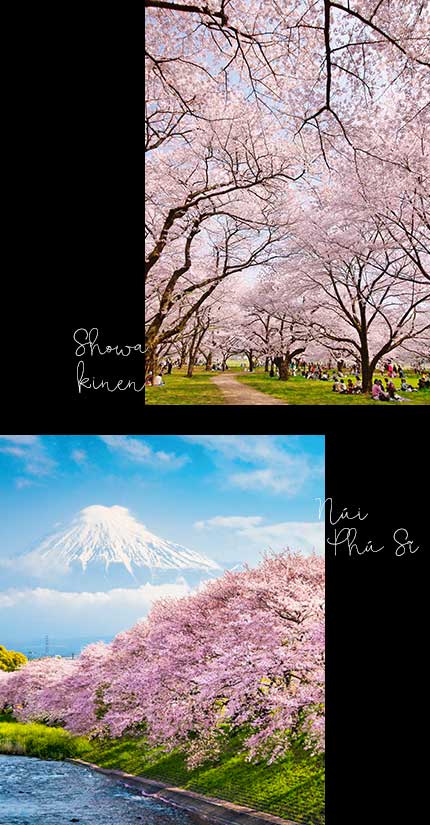 Công viên Showa Kinen - Núi Phú Sĩ