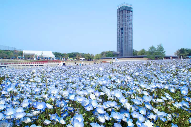 Vườn hoa Hamanako