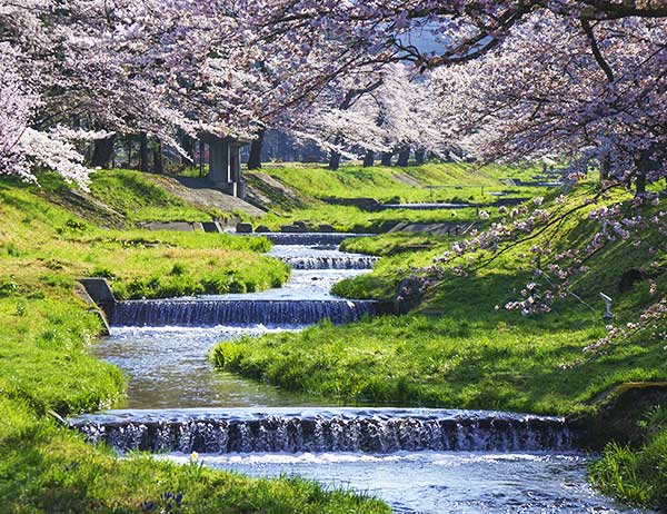 Hoa anh đào ở sông Kannonji Gawa