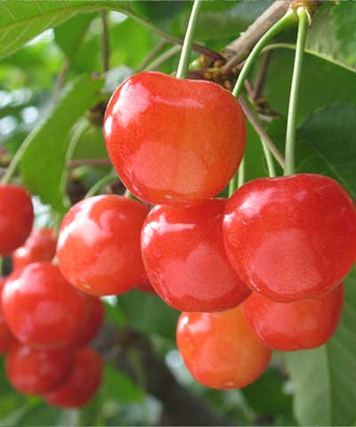 Hình minh họa tại Yamagata