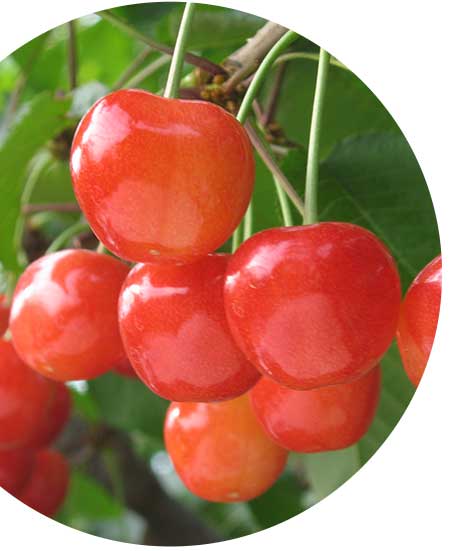 Hình minh họa trái cây