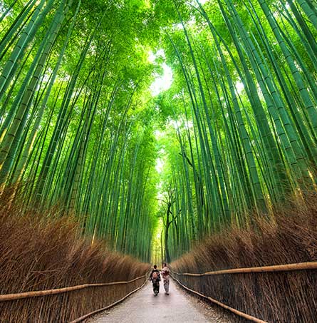 Rừng tre Arashiyama