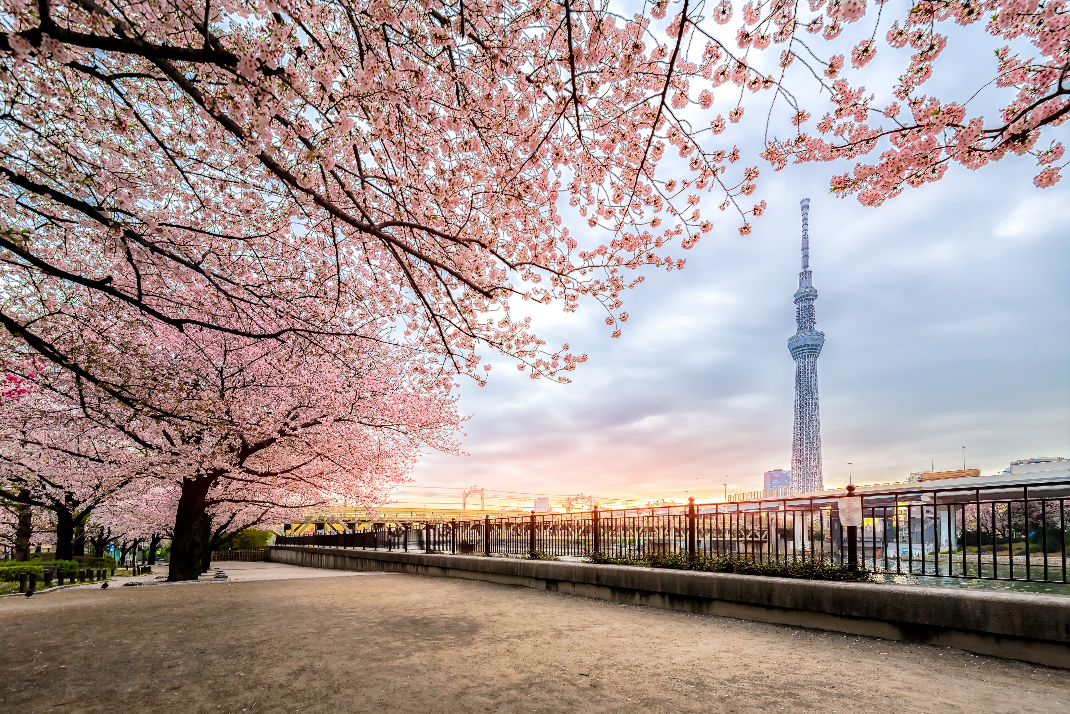 5 điều nhất định làm ở Tokyo khi mùa xuân đến | SONGHANTOURIST