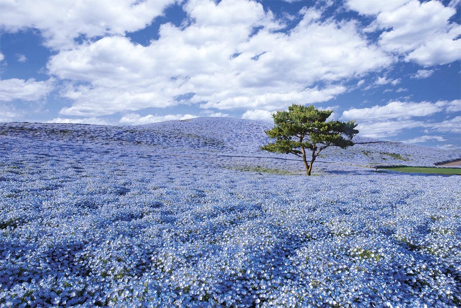 Nhật Bản Tháng 4 - Có Một Mùa Hoa Nemophila Xanh Biếc | SONGHANTOURIST