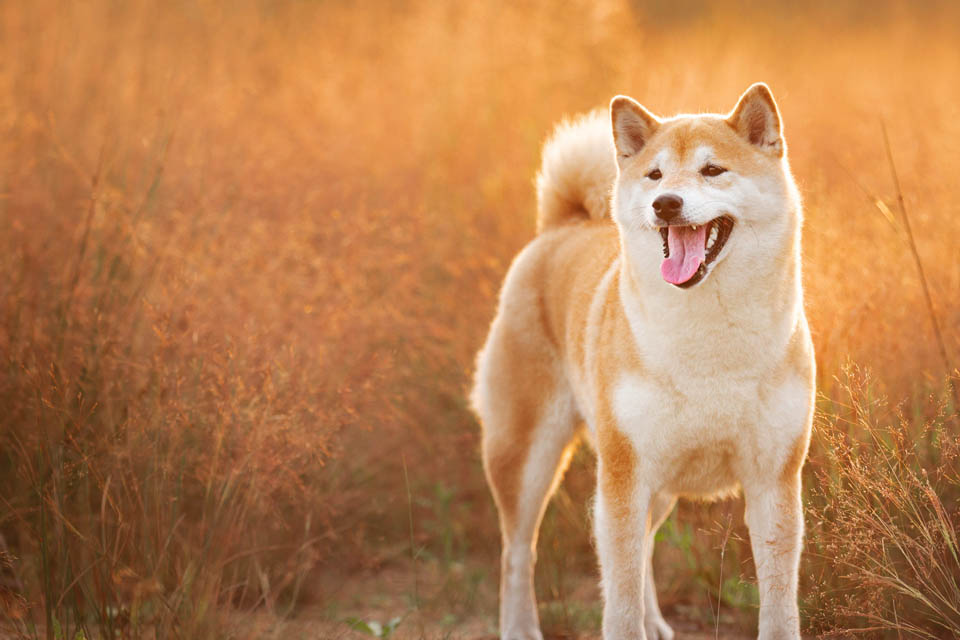 9 điều có thể bạn chưa biết về giống chó Shiba thuần chủng Nhật Bản |  SONGHANTOURIST