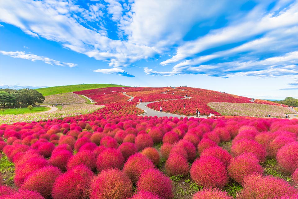 Cánh đồng cỏ kochia rực đỏ ở công viên Hitachi | SONGHANTOURIST