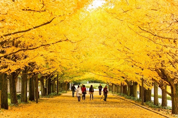Rẻ quạt- rực rỡ sắc vàng mùa thu Nhật Bản. | SONGHANTOURIST