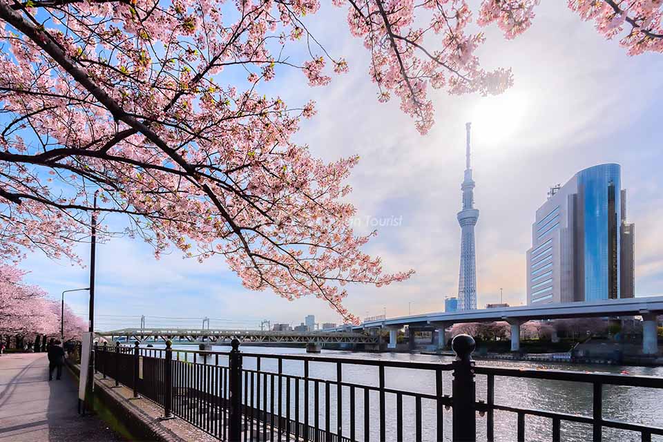 Hoa anh đào và tháp Tokyo Skytree | SONGHANTOURIST
