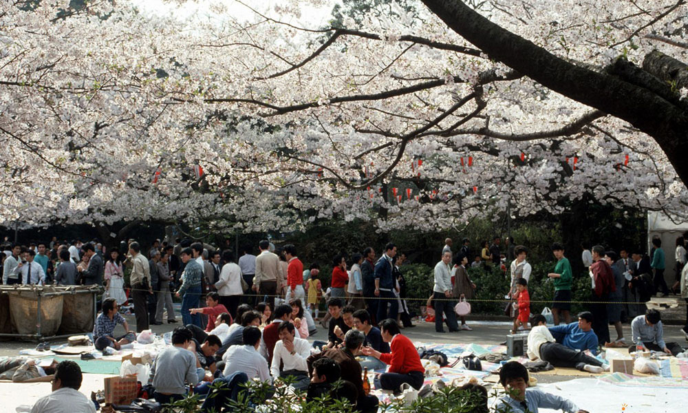 Người dân Nhật Bản ngồi ăn cùng nhau dưới những tán hoa anh đào