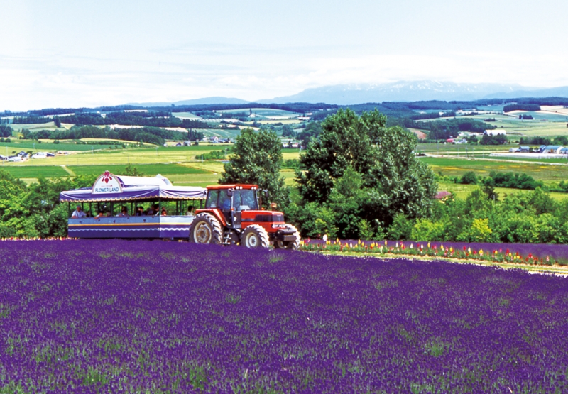 Du khách tham quan cánh đồng Lavender trên xe kéo