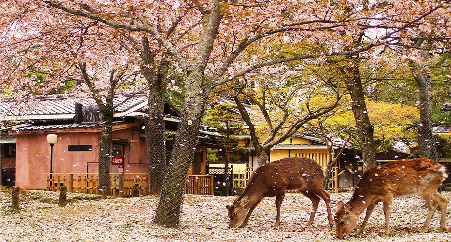 Công viên Nara | SONGHANTOURIST