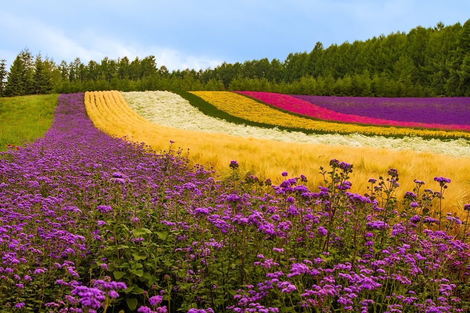 Đến Hokkaido ngắm mùa hoa Lavender | SONGHANTOURIST