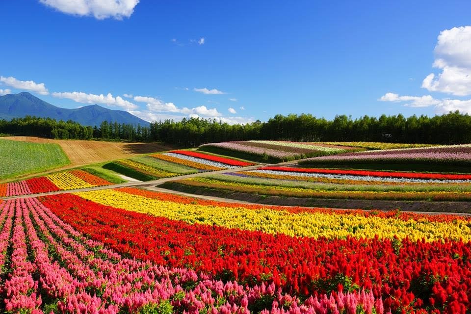 Cánh đồng hoa mùa hè ở Hokkaido