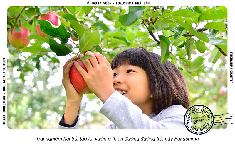 Trải nghiệm hái táo tại vườn ở thiên đường trái cây Fukushima