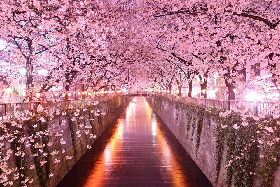 Hanami - Thưởng hoa anh đào như người Nhật | SONGHANTOURIST