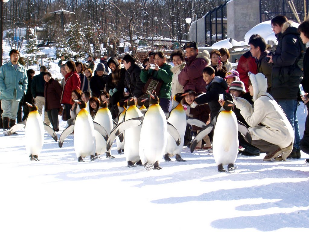 Những chú chim cánh cụt sống chung với con người