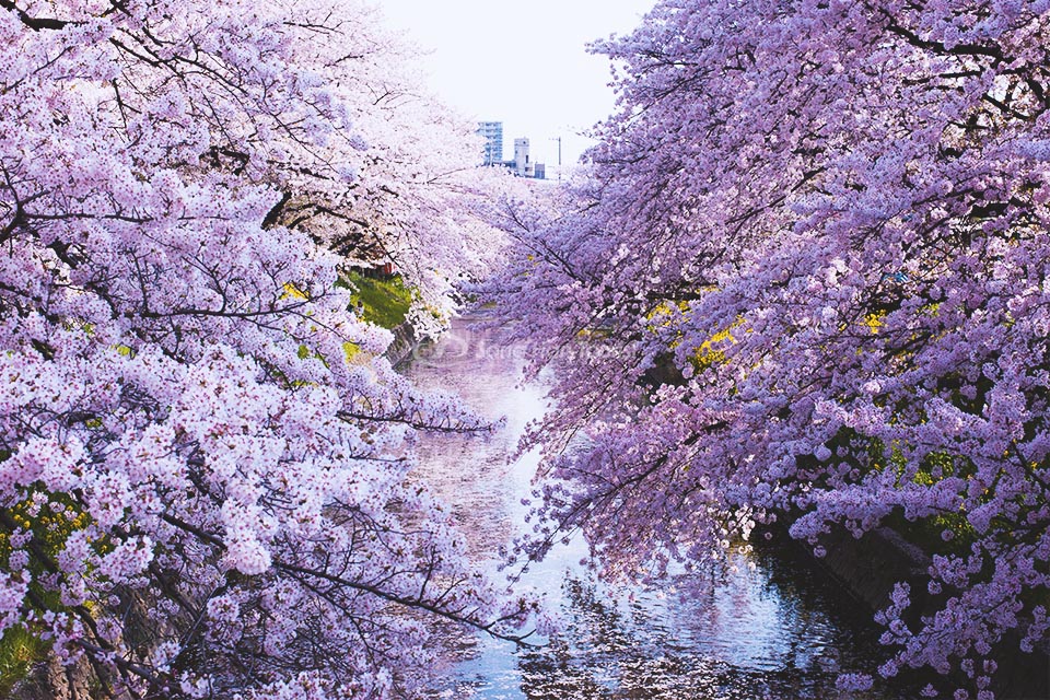 10 địa điểm ngắm hoa anh đào ở Nagoya | SONGHANTOURIST