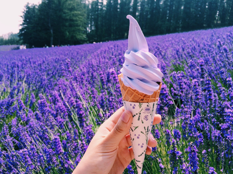 Thưởng thức kem oải hương đặc biệt của Hokkaido