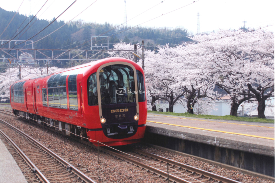 Hoa anh đào nở rộ hai bên đường tạo nên bức tranh mùa xuân Nhật Bản thơ mộng, quyến rũ.