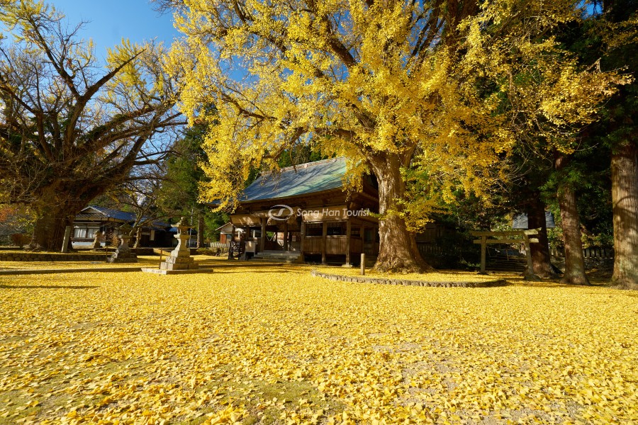 Khoảng sân tràn ngập sắc vàng tại công viên Daisen