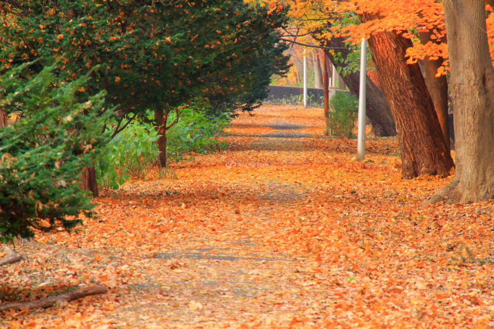 Con đường rợp lá vào mùa thu Nhật Bản.