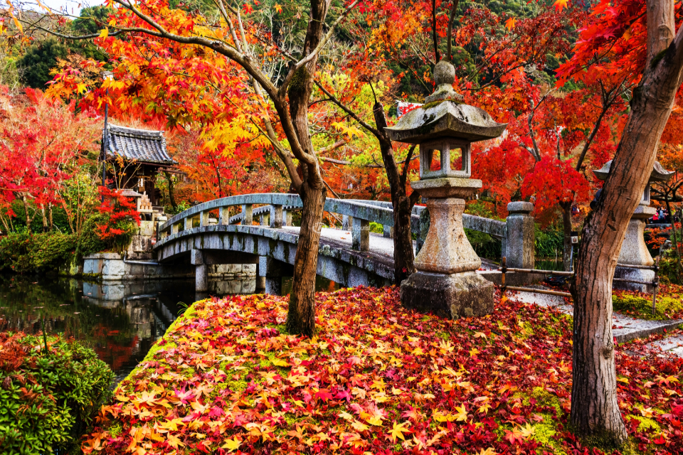 Thềm lá đỏ rực rỡ lối đi vào đền Eikan-do Zenrin-ji 