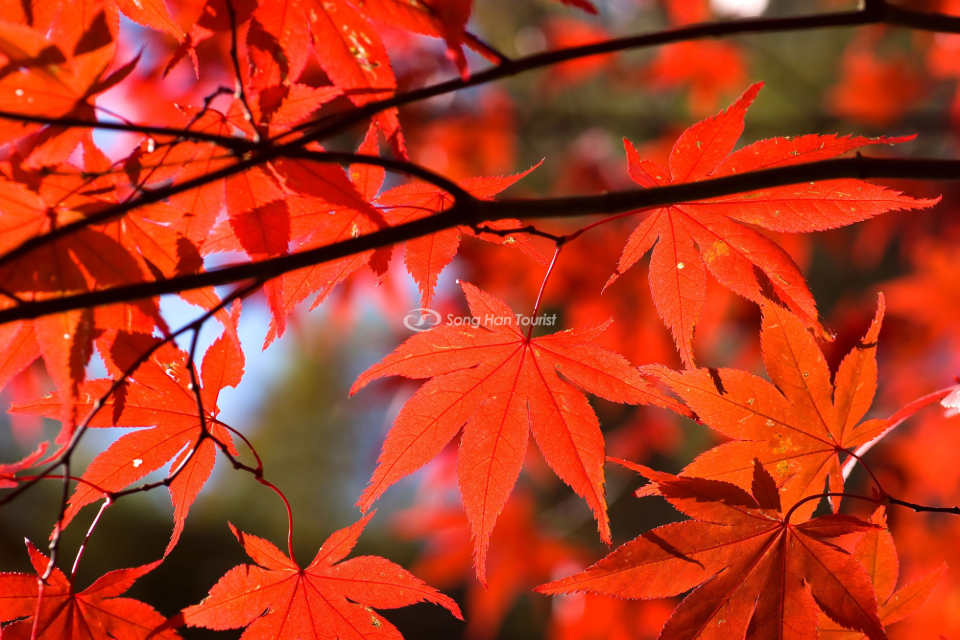 Mùa thu ở Osaka bắt đầu từ giữa tháng 10 đến tháng 12.