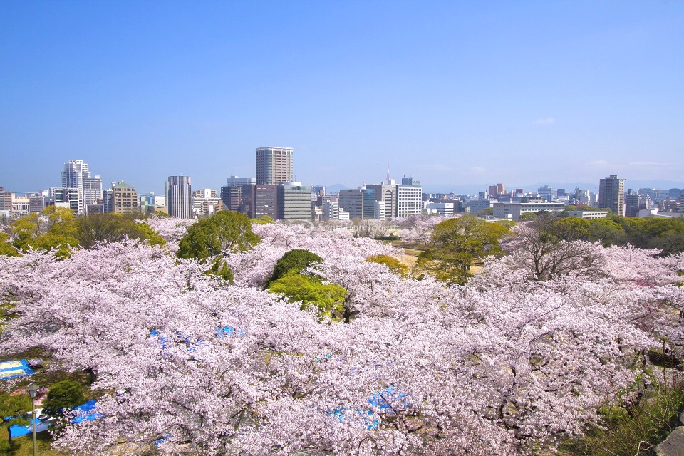 Công viên Maizuru vào mùa hoa anh đào