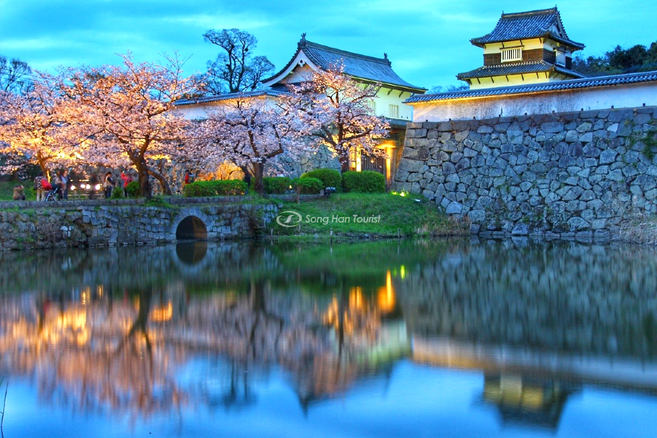 Lâu đài Fukuoka nổi bật giữa những tán hoa anh đào. 