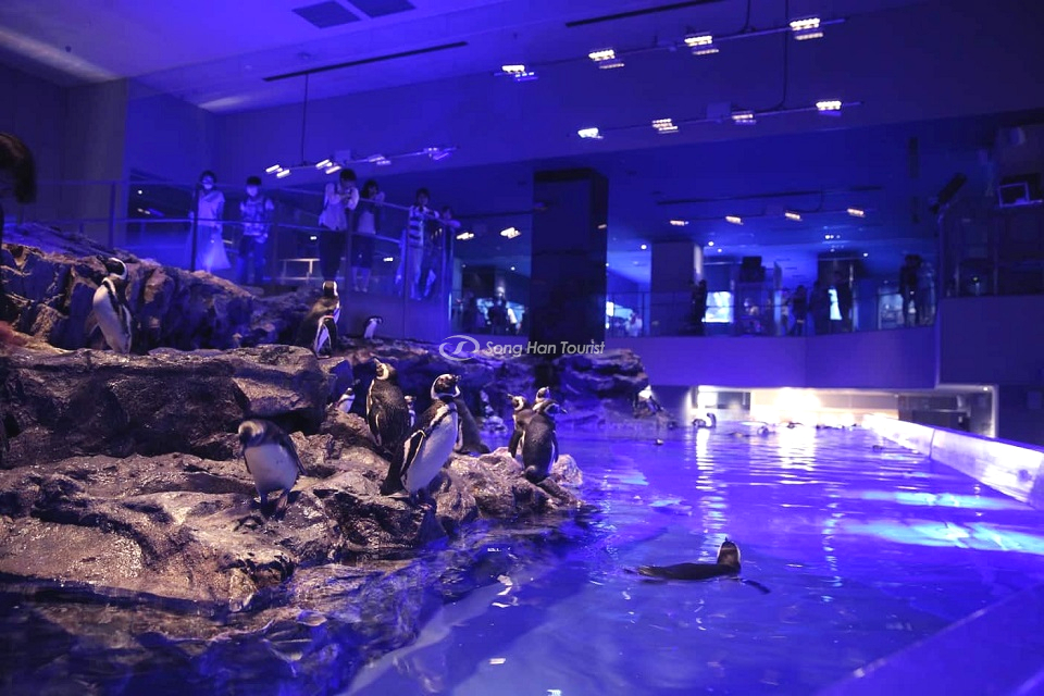 Thủy cung Sumida Aquarium nằm nay tháp Tokyo SkyTree.