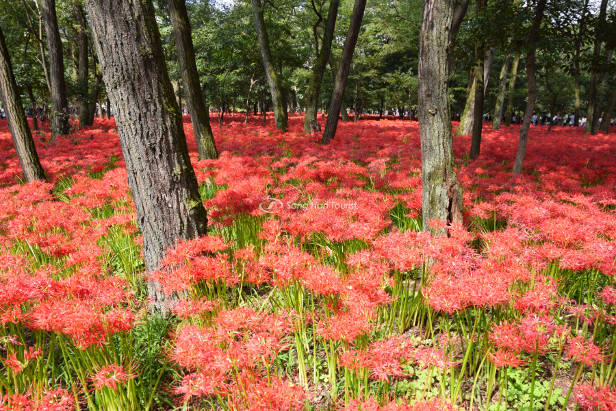 Tham dự lễ hội hoa bỉ ngạn kinchakuda khi du lịch nhật bản mùa thu