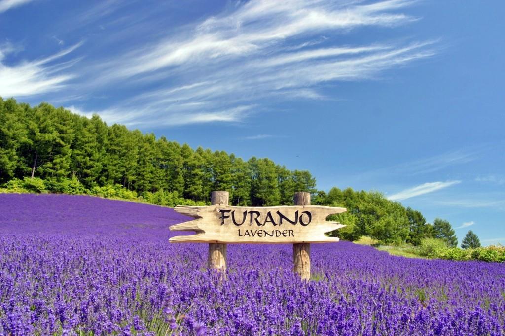 Cánh đồng hoa lavender Furano bạt ngàn