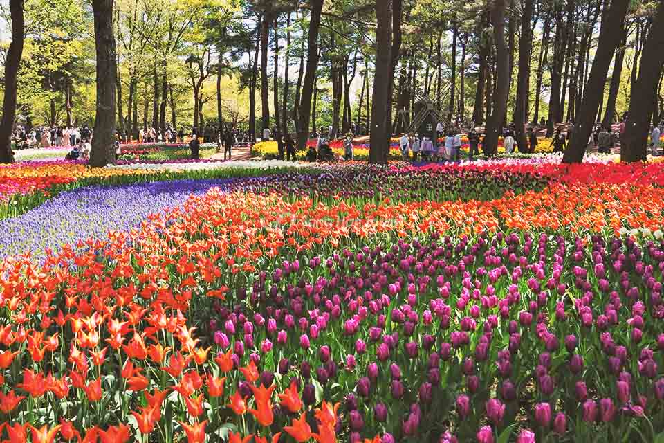 Hoa tulip công viên Hitachi