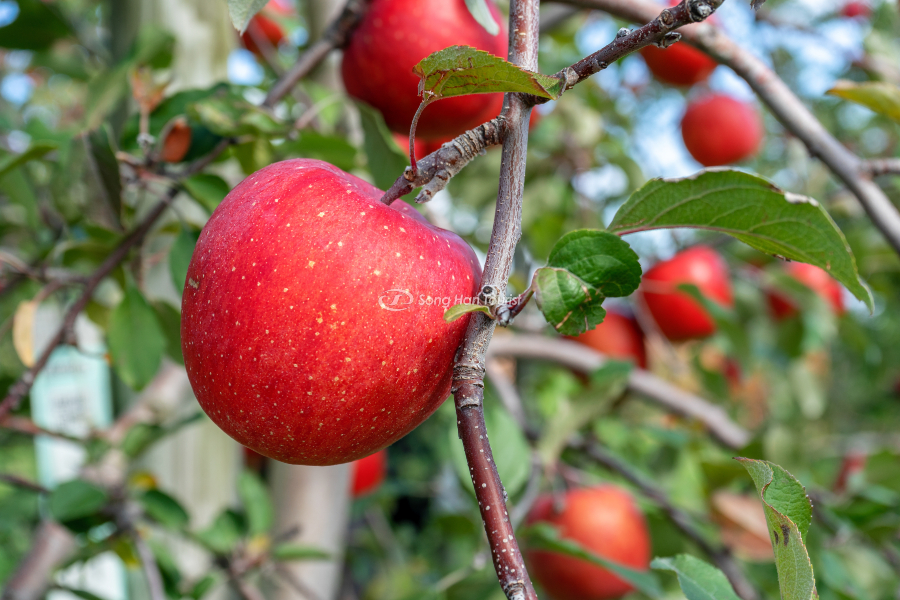   Aomori nổi tiếng là nơi sản xuất táo lớn nhất ở Nhật Bản 