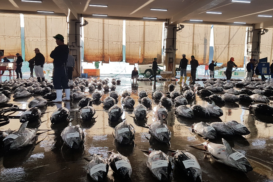 Cá ngừ đang được rao bán tại cảng cá Katsuura