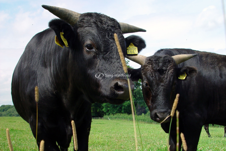 Các chú bò được dắt ra đồng tuy nhiên không được cách quá xa nông trại (Nguồn: Flickr)