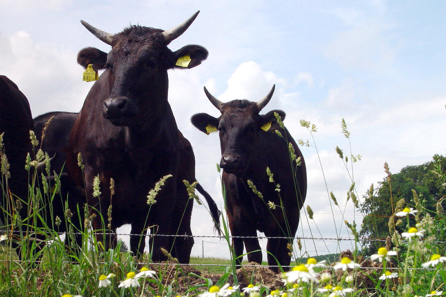 Cách chăm sóc bò độc nhất vô nhị (Nguồn: Flickr)