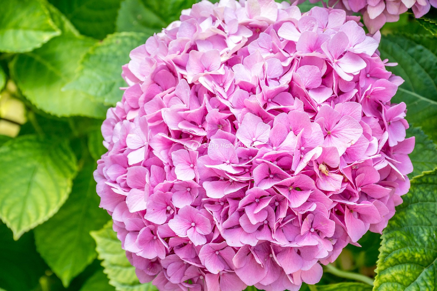 Cẩm tú cầu Nhật Bản thường nở hoa từ tháng 5 đến tháng 7 hàng năm. 