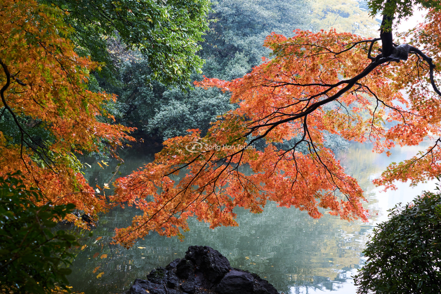 Cảnh đẹp mùa thu tại công viên quốc gia Shinjuku Gyoen