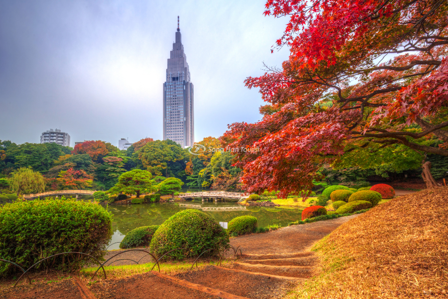 Cảnh đẹp thiên nhiên xen lẫn hiện đại tại Tokyo