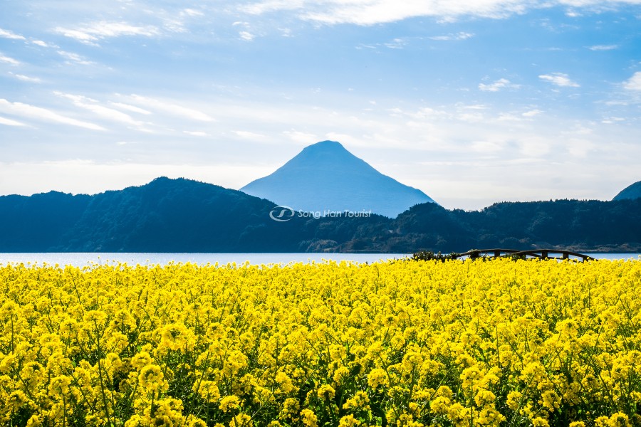 Cánh đồng hoa có tầm nhìn lên núi Sakurajima 