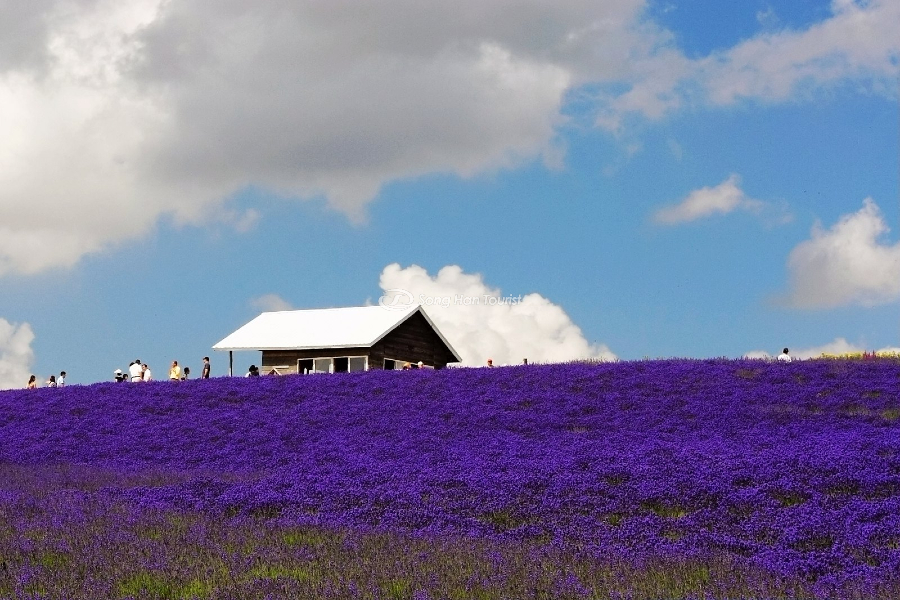 Cánh đồng hoa lavender tại Hokkaido