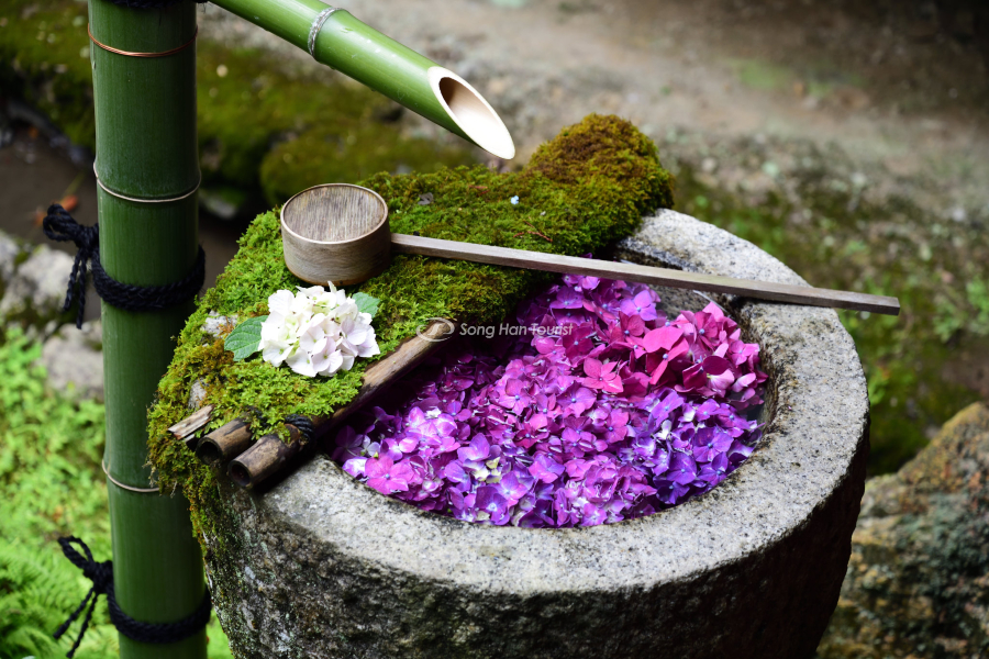 Cánh hoa cẩm tú cầu được dùng trong đền chùa