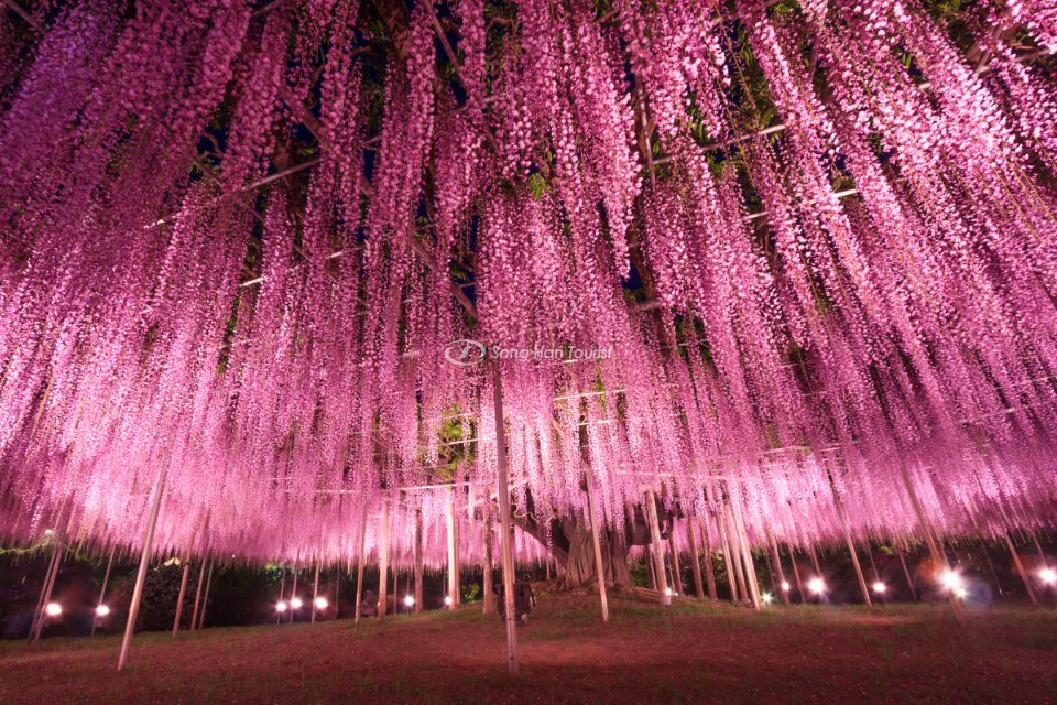 Cảnh tượng đẹp nao lòng tại vườn hoa tử đằng Tochigi 