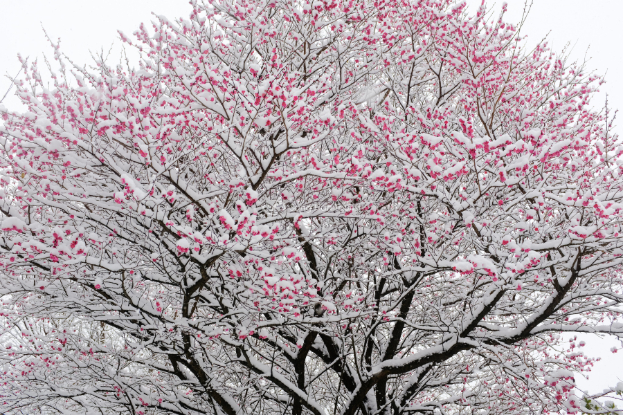 Cảnh tượng độc đáo của mùa đông Nhật Bản