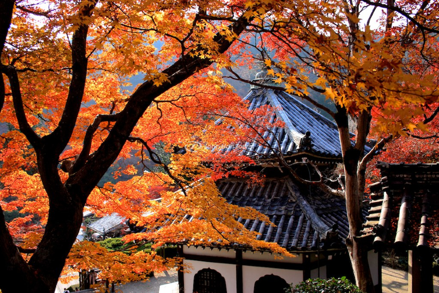 Cảnh tượng mùa thu tuyệt đẹp tại một góc chùa