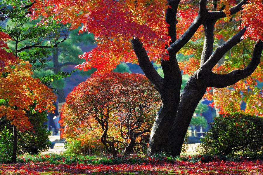  Chiêm ngưỡng mùa thu Nhật Bản đẹp quyến rũ