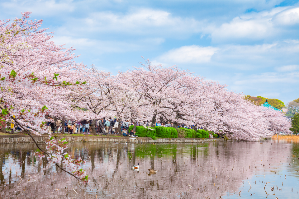 Công viên Ueno (Ueno Koen) là một trong những địa điểm ngắm hoa anh đào nổi tiếng nhất ở Tokyo.