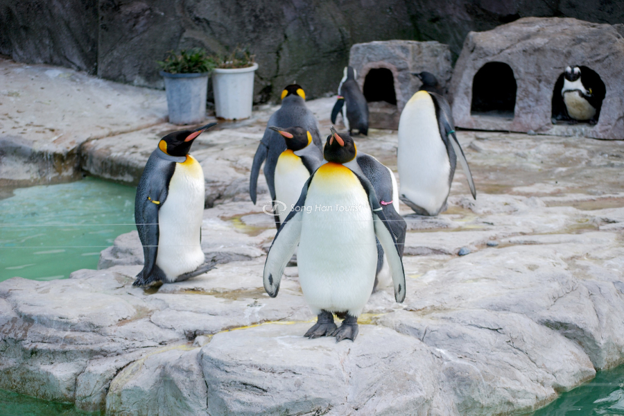 Đàn cánh cụt đáng yêu tại sở thú Ueno