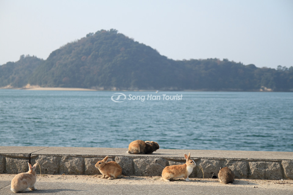 Đảo thỏ Okunoshima (Nguồn: Shutterstock)